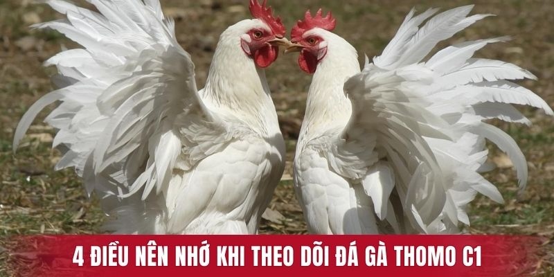 4 điều nên nhớ khi theo dõi đá gà Thomo C1