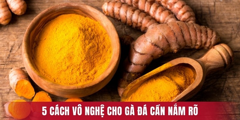 5 cách vô nghệ cho gà đá cần nắm rõ