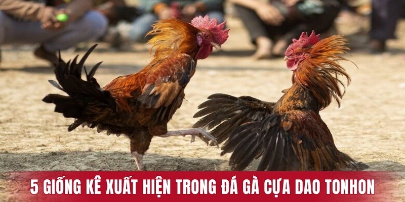 5 giống kê thường xuất hiện trong đá gà cựa dao Tonhon