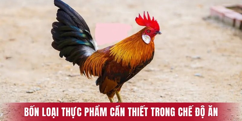 Bốn loại thực phẩm cần thiết trong chế độ ăn cho gà đá