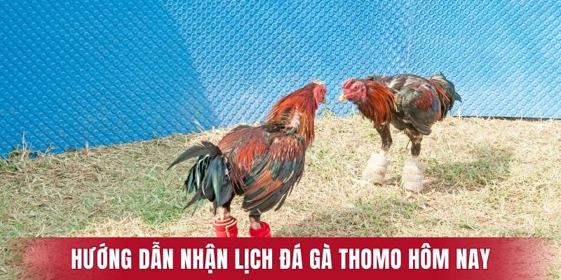 Quy trình nhận lịch thi đấu đá kê cơ bản 