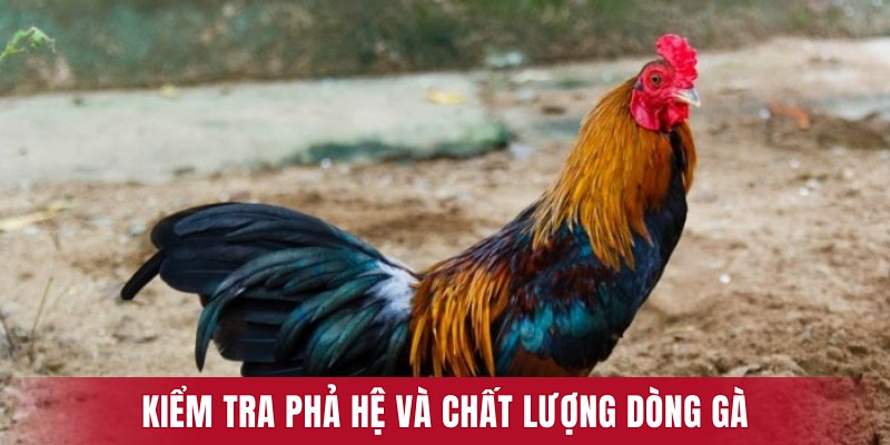 Cách nuôi gà đá bo lớn - Kiểm tra phả hệ và chất lượng dòng gà