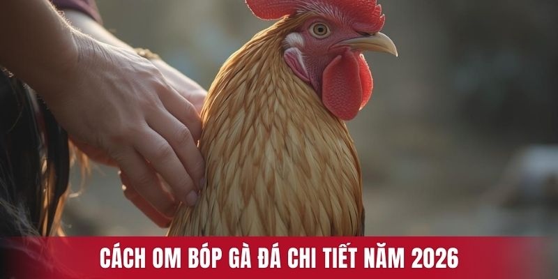 Cách om bóp gà đá chi tiết năm 2026