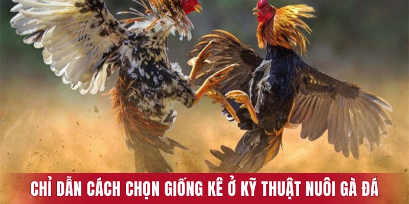 Chỉ dẫn cách chọn giống kê trong kỹ thuật nuôi gà đá