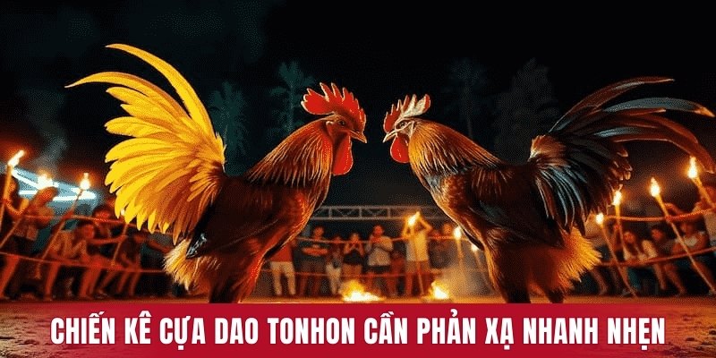 Chiến kê trong đá gà cựa dao Tonhon cần phản xạ nhanh nhẹn