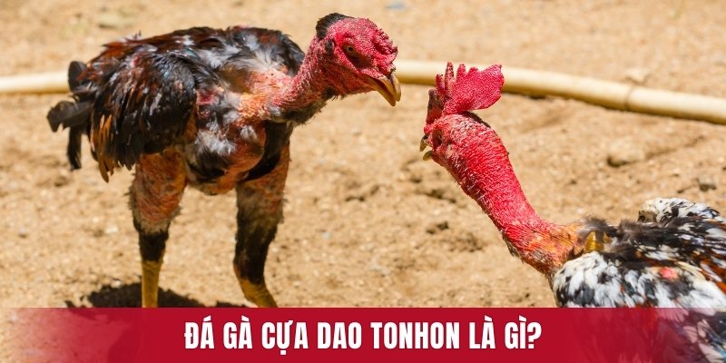 Đá gà cựa dao Tonhon là gì? 