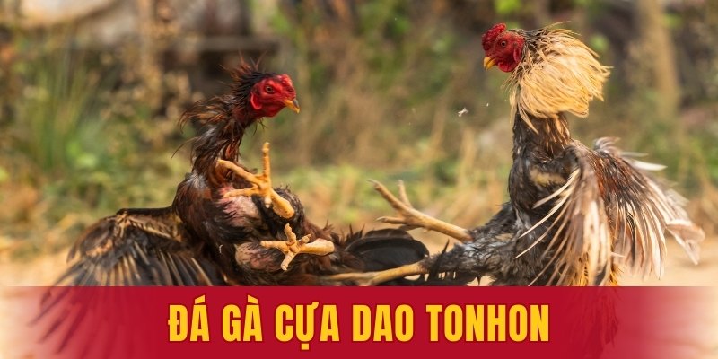 đá gà cựa dao Tonhon