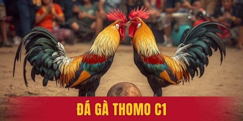 Đá gà Thomo C1
