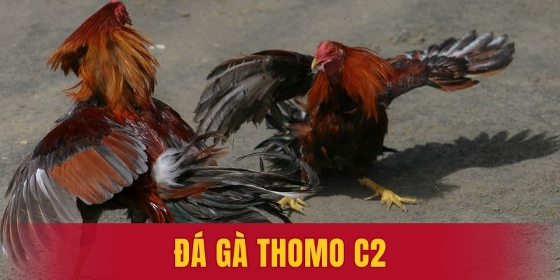 đá gà Thomo C2