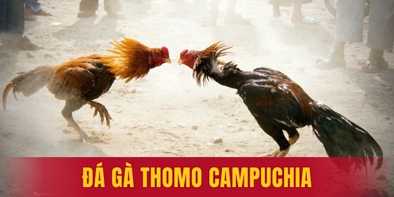 đá gà Thomo Campuchia