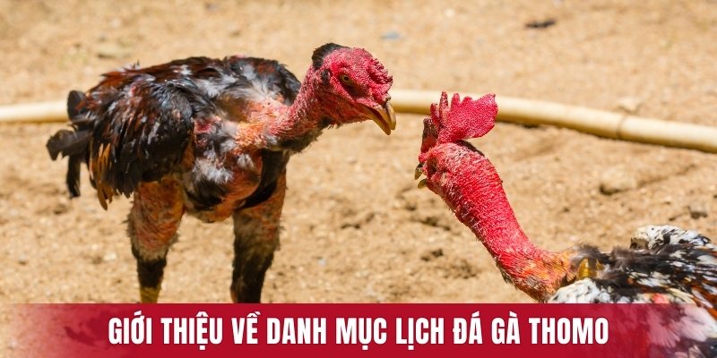 Tổng quan về danh mục đá gà Thomo 