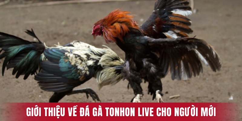 Giới thiệu về đá gà tonhon live cho người mới