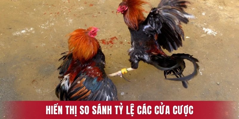 Hiển thị so sánh tỷ lệ các cửa cược