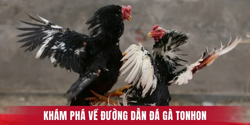 Khám phá về đường dẫn đá gà Tonhon