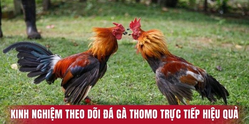 Kinh nghiệm theo dõi đá gà Thomo trực tiếp hiệu quả