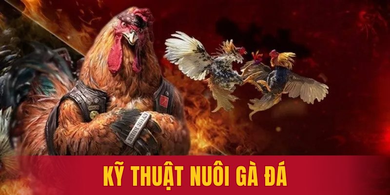 Kỹ thuật nuôi gà đá