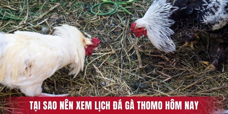 Lý do nên theo dõi lịch đá gà Thomo hôm nay 
