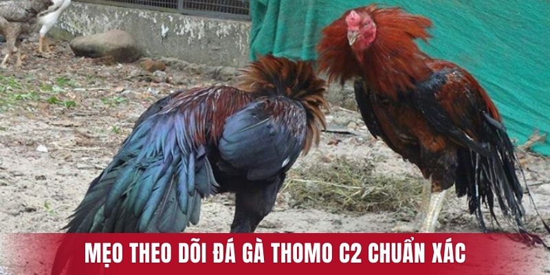 Mẹo theo dõi đá gà Thomo C2 chuẩn xác