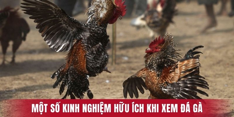 Một số kinh nghiệm hữu ích khi xem đá gà