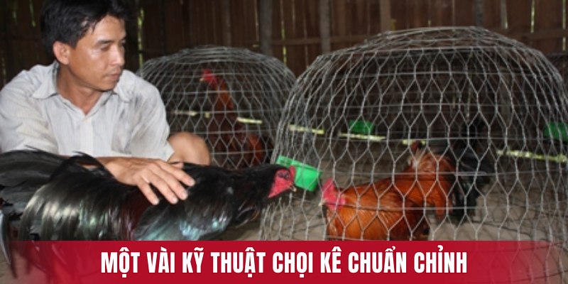 Một vài kỹ thuật nuôi gà đá chuẩn chỉnh