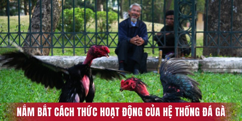Nắm bắt cách thức hoạt động của hệ thống đá gà trực tiếp