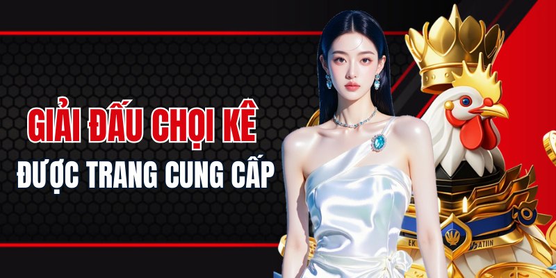 Những giải đấu chọi kê được chuyên trang cung cấp