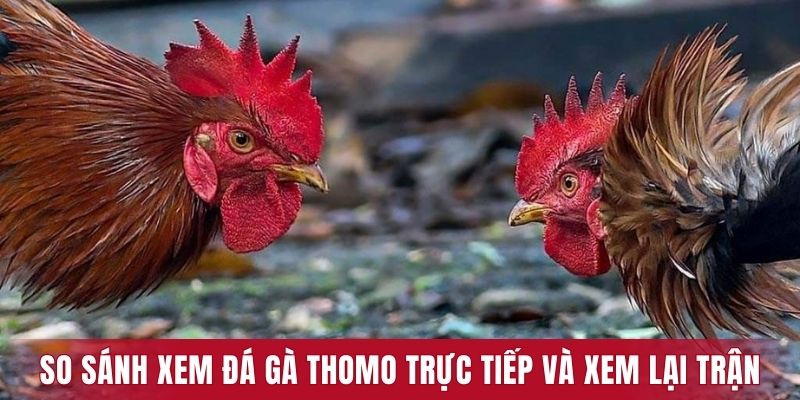 So sánh đá gà Thomo trực tiếp và xem lại trận đấu