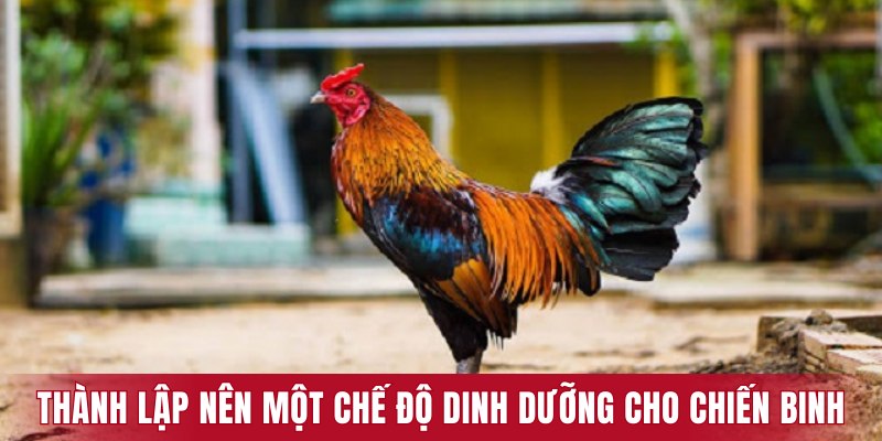 Thành lập nên một chế độ dinh dưỡng cho các chiến binh