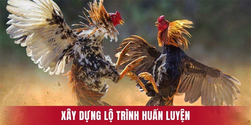 Xây dựng lộ trình huấn luyện giúp tối ưu hóa sức mạnh và kỹ thuật